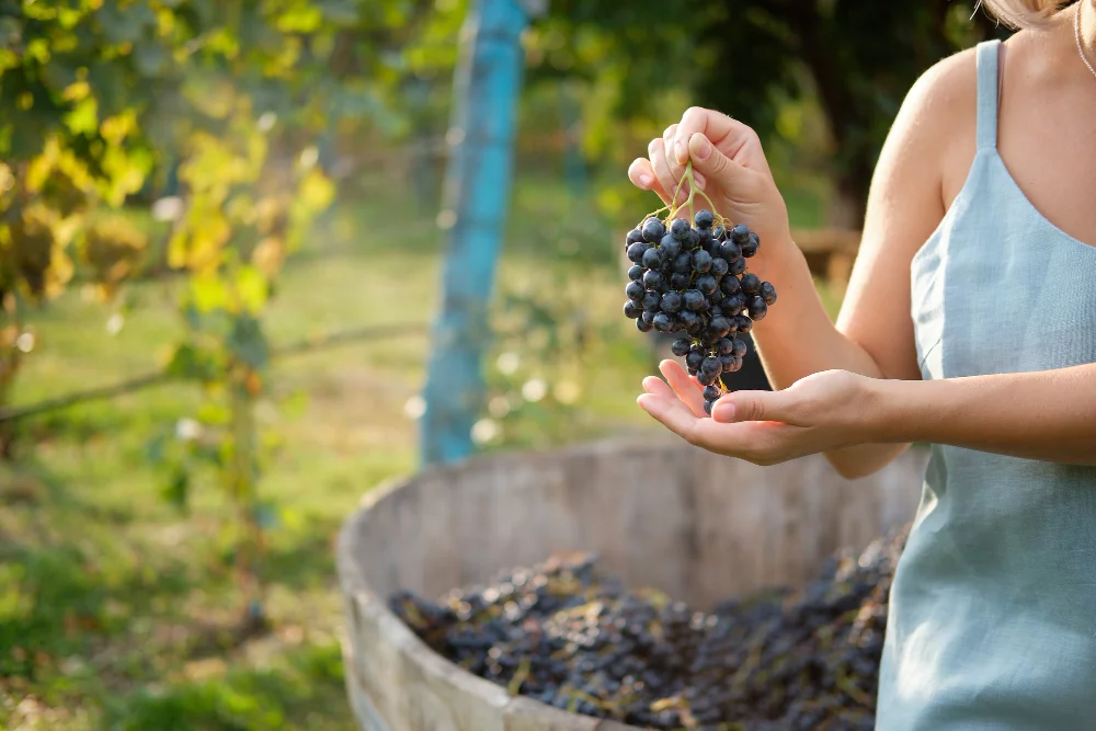 autumn harvest vineyards girl holding bunch fresh blue grapes